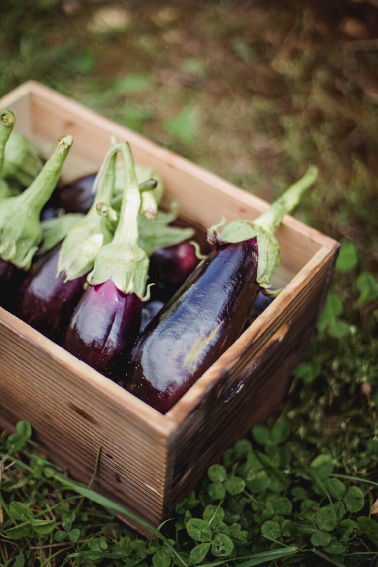 Eggplant is one of the best summer vegetables to plant