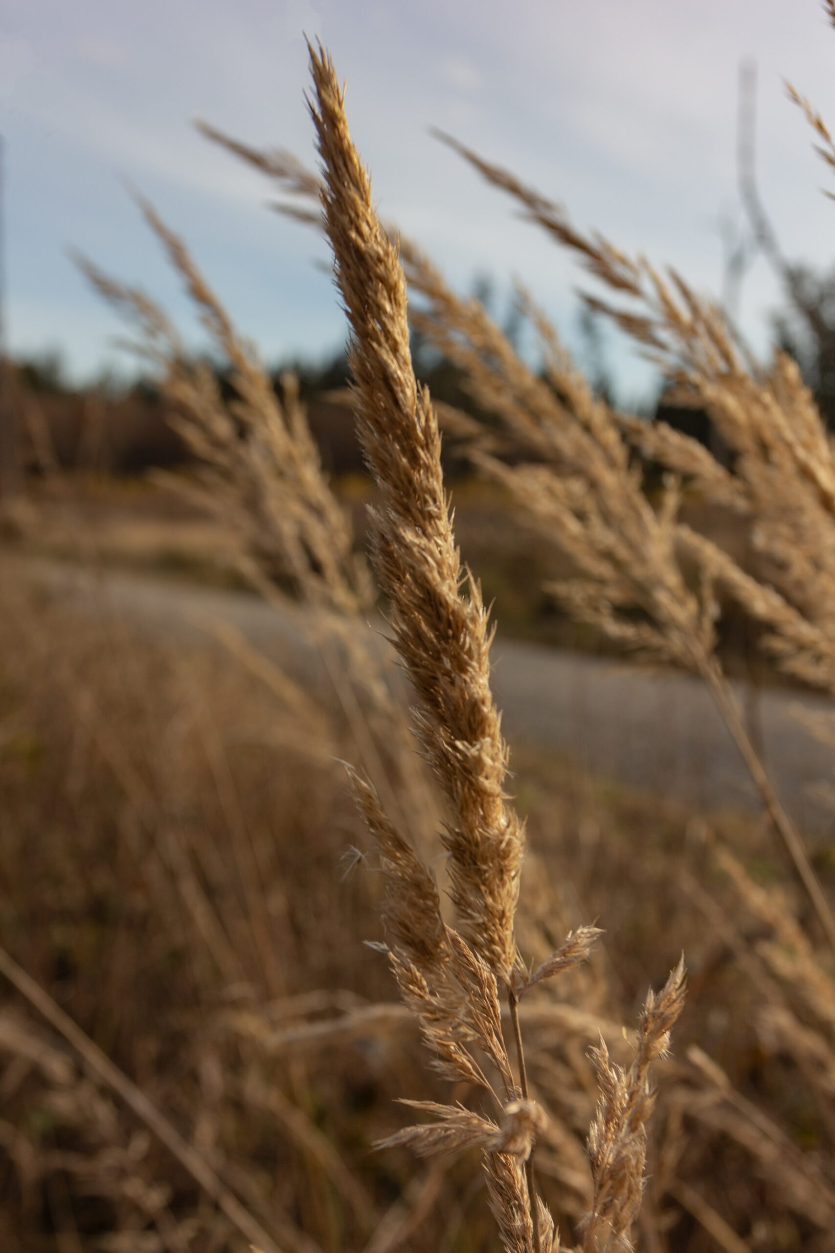 Fall Garden - Wheat in field